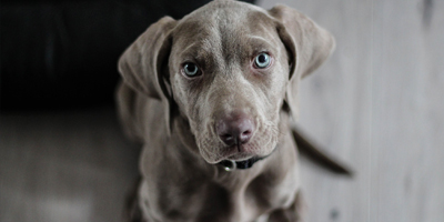 Clinical trial shows possible longer life for dogs with osteosarcoma