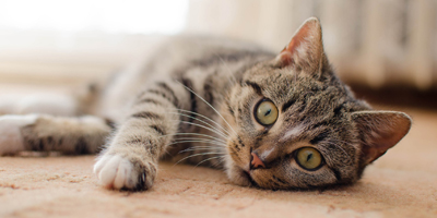 Cats need to hunt, forage for meals, says AAFP