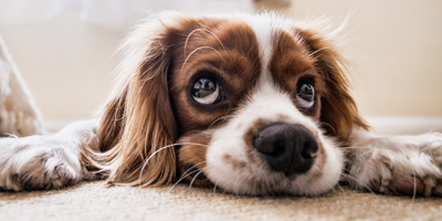 Henry Schein releases new online resources for Pet Diabetes Awareness Month