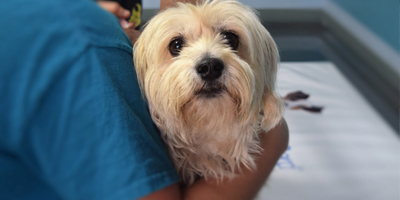 TVMA advises pets undergo annual wellness exams to detect cancer early