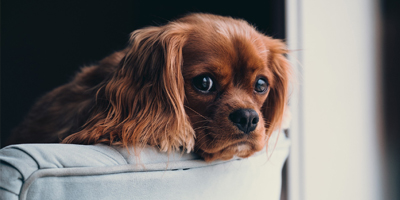 Four tips for keeping pets safe during Thanksgiving