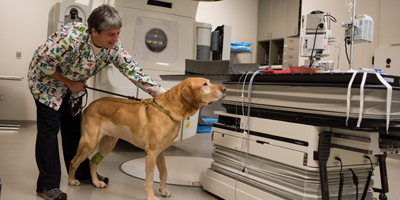 V Foundation announces grant-making program for canine oncology research