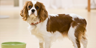 All-natural pet supplement to expand reach following distribution agreement