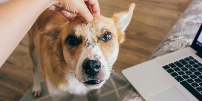 Veterinary medical short series aims to educate pet owners