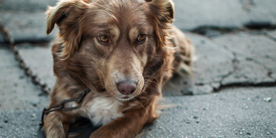 AVMF donates $20,000 to veterinarians and animals recovering from Hurricane Michael