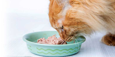 Food allergy: Fact versus fiction
