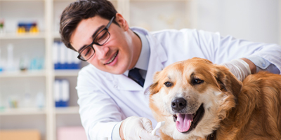 Morris Animal Foundation launches end-of-year giving campaign for veterinary research