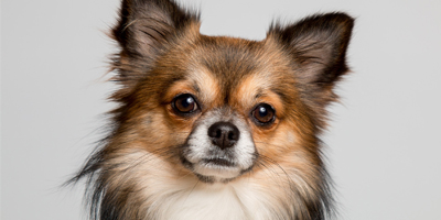 FDA to study reducing use of dogs in trials