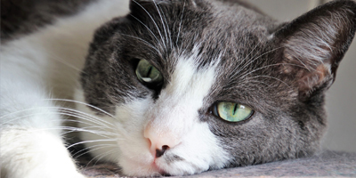 American Humane to send rescue team for animals displaced by California wildfires