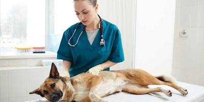 Cannabis debate: Giving veterinarians a voice