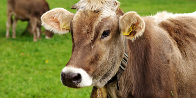 AVMA applauds federal funding for agricultural veterinary shortages, but calls for more