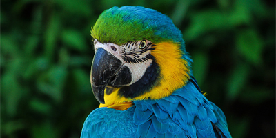 FDA accepting grant applications for new drugs to treat minor species