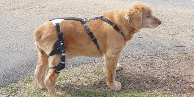 Conservative treatment options for partial and complete CCL tears in dogs