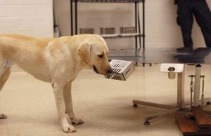 Photo courtesy Penn Vet Working Dog Center
