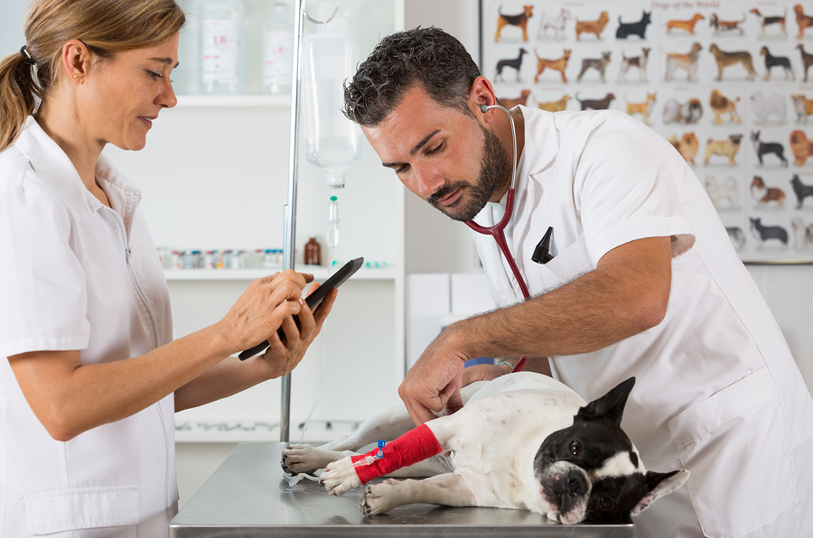 AVMA seeks public participation in accreditation review Veterinary