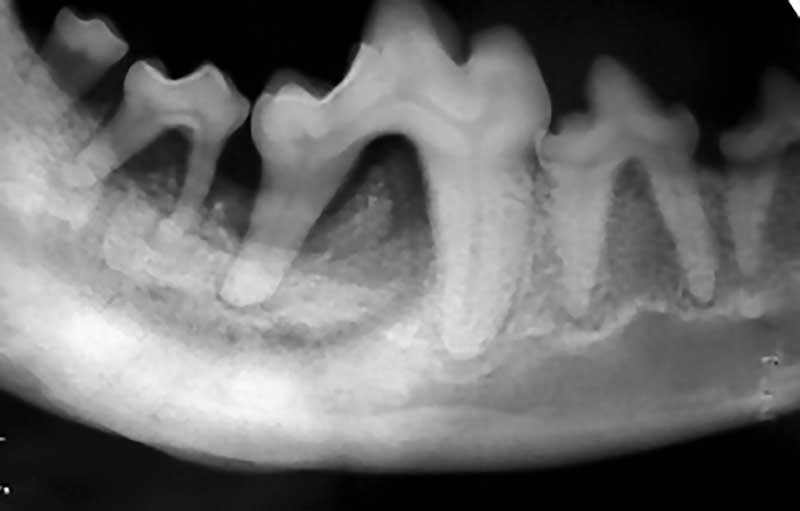 Idiopathic osteomyelitis/osteonecrosis of the jaw in dogs Veterinary Practice News