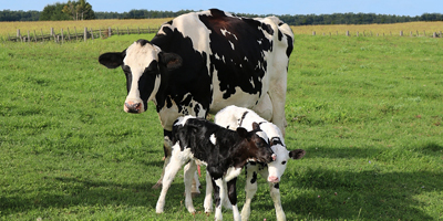 Bayer, ParaTheraTech partner to improve treatment of early-life diarrhea in calves