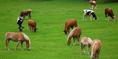 FDA requests preventative labels on dewormers to combat antiparasitic resistance