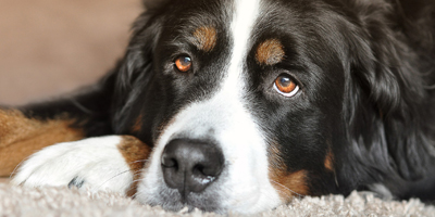 Product add-on helps detect canine bladder and prostate cancers