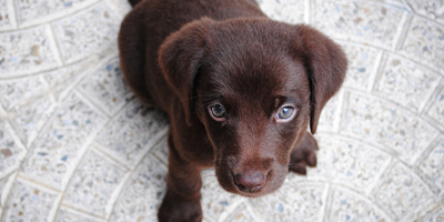 list of recalled dog food for vitamin d