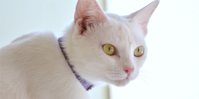 Bayer to leave animal health market