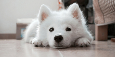 Global veterinary organizations issue joint statement against antimicrobial resistance
