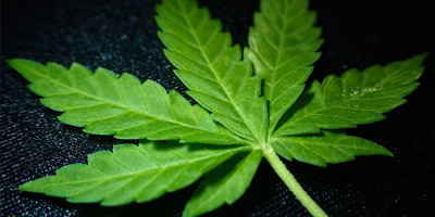 Independent retailers to sell hemp oil pet products