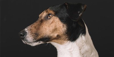 Probiotics may help dogs with AHDS, according to study