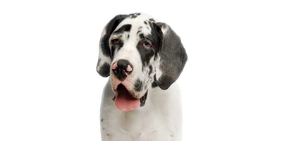 www.veterinarypracticenews.com