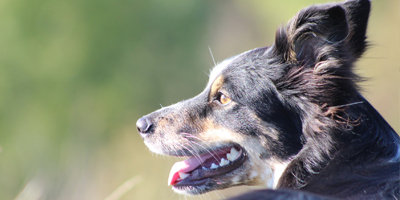 FDA approves noise aversion tablets for dogs