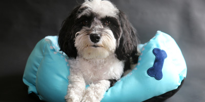 Zomedica partners with IncellDx to help fight canine and human cancer