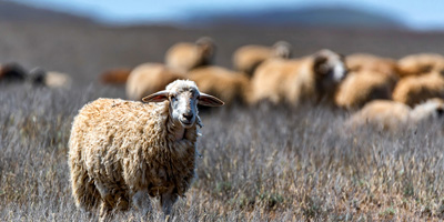 AVMA and AAC release statements commending the 2018 Farm Bill