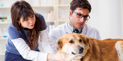 The hazy predicament of pot for pets