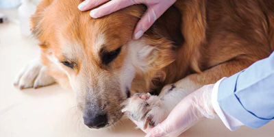 Current and emerging approaches to managing acute pancreatitis