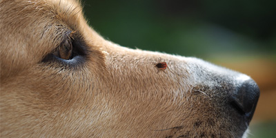 Study shows increase of Lyme disease in dogs