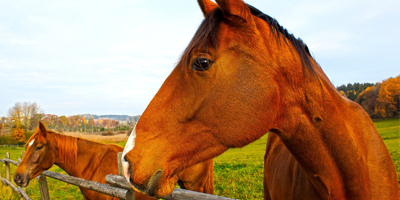 Merck Animal Health, AAEP celebrate 10 years of helping rescue horses
