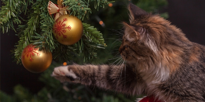 Six tips to keep pets safe during the holidays