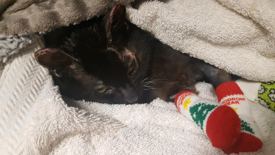 Paw-protecting socks donated to pets injured in California fires