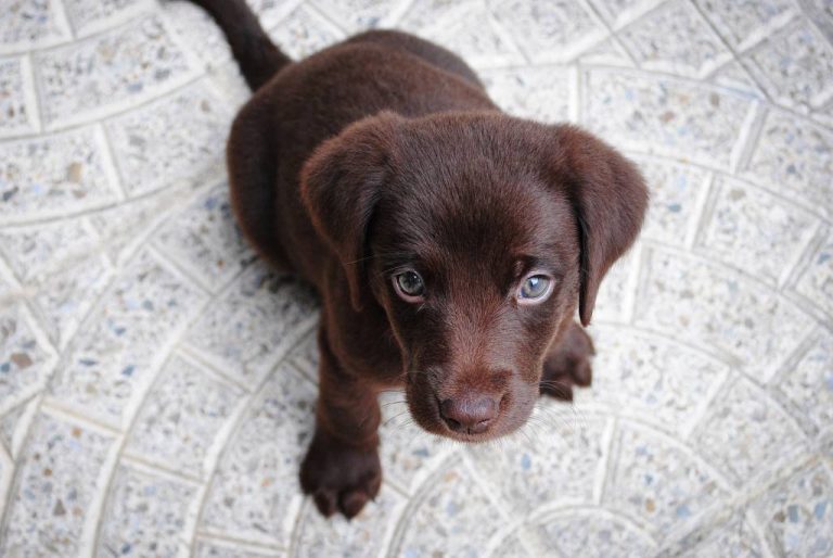 Products - Veterinary Practice News