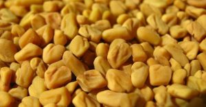 fenugreek Seeds