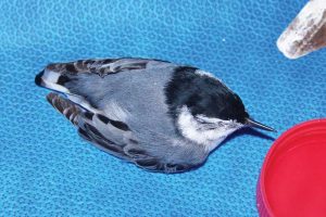 Photo courtesy Wildlife Center of Virginia