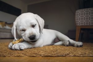 Canada s top 10 most popular dog breeds of 2018 Veterinary