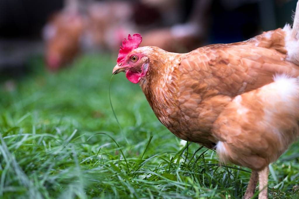 UA receives $1.5-million gift toward food safety education