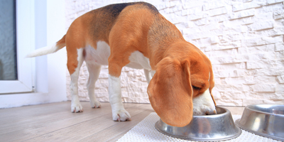 Salmonella found in dog food products sold in Nebraska