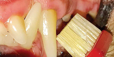 Confessions of a veterinary dentist