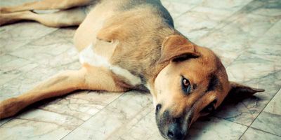 The race to develop immunotherapies  for canine lymphoma and osteosarcoma