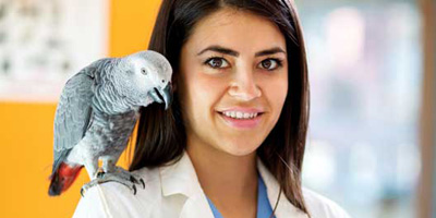 Managing pain in zoological companion animals