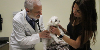 UF to offer new canine cardiology program