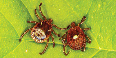 Tick Talk