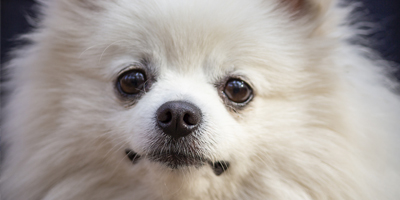Lystn fires back at FDA’s Salmonella warning against its dog food